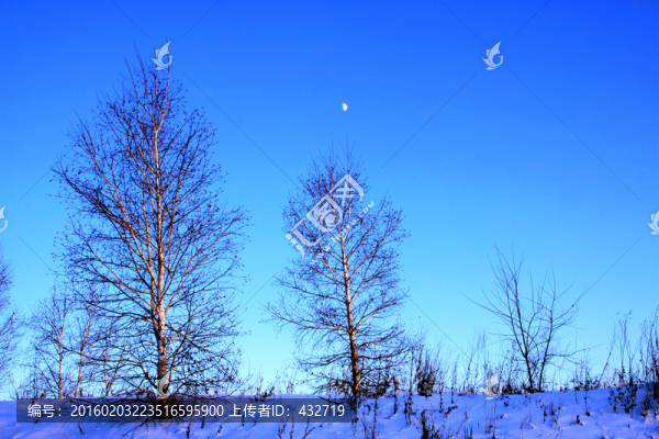 冬季雪地樹