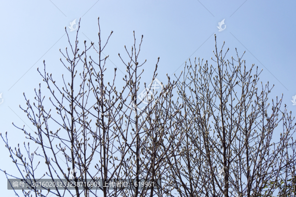 玉蘭樹(shù)枝