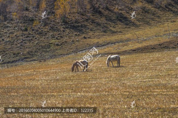 牧馬