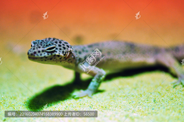 蜥蜴