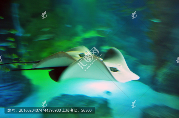 海洋館