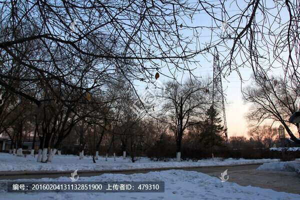 冬天,樹(shù)木,白雪,松樹(shù),藍(lán)天