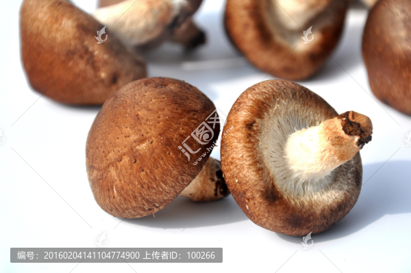 新鮮香菇