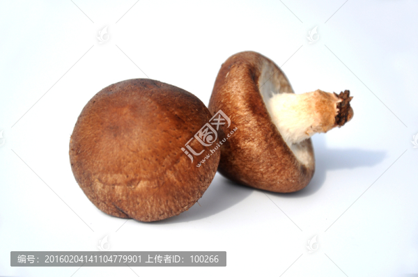 新鮮香菇