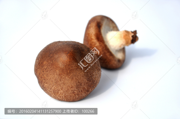 新鮮香菇