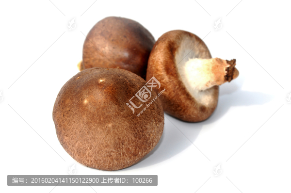 新鮮香菇