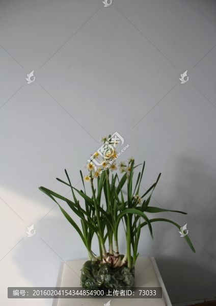 水仙花
