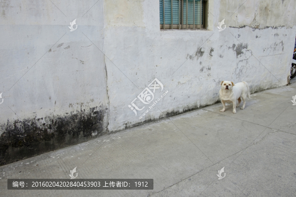 小狗