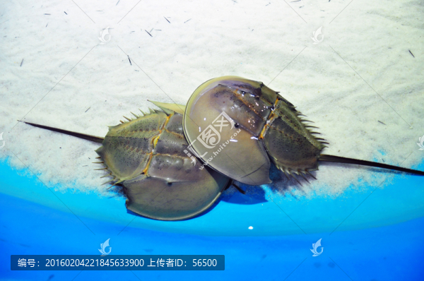 蘭州極地海洋館