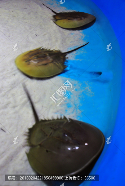 蘭州極地海洋館