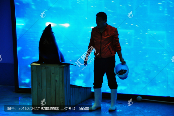 海獅表演