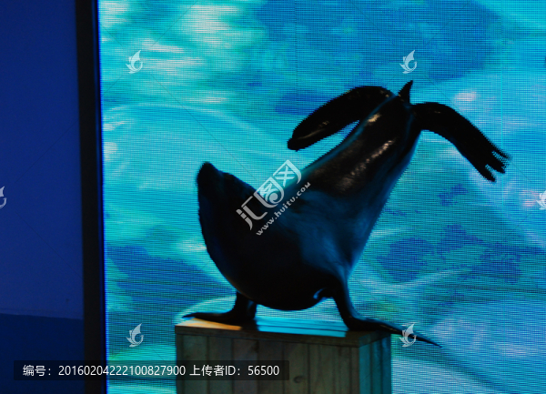 海獅表演