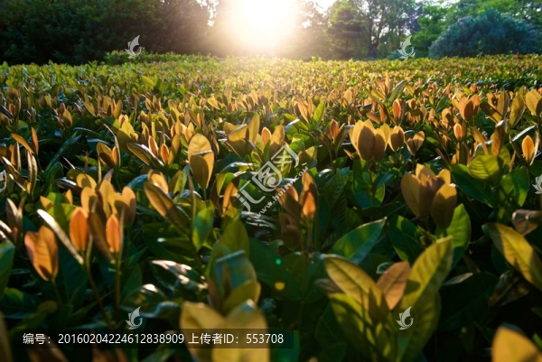 花圃