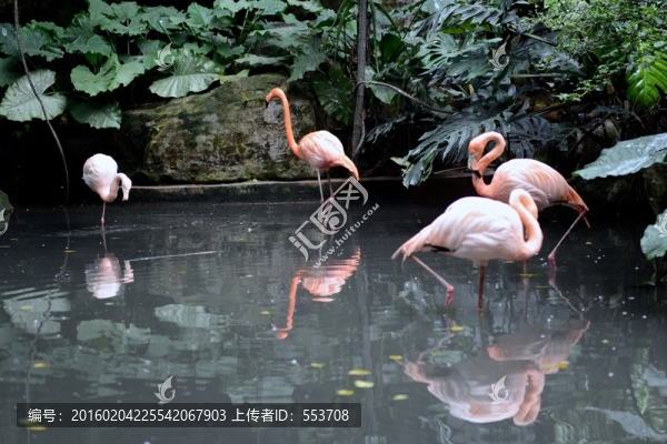 火烈鳥