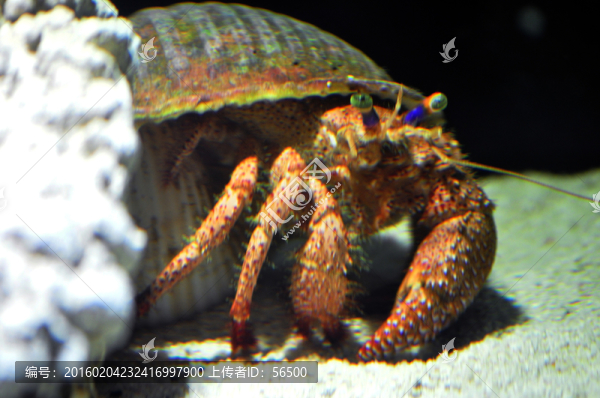 海洋動物