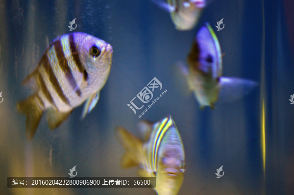 熱帶魚