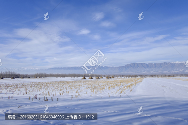 田野