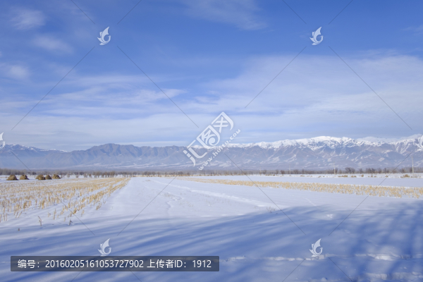 田野
