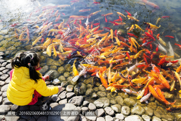 魚群,觀賞魚,錦鯉