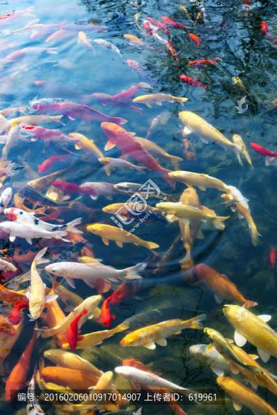 魚群,觀賞魚,錦鯉