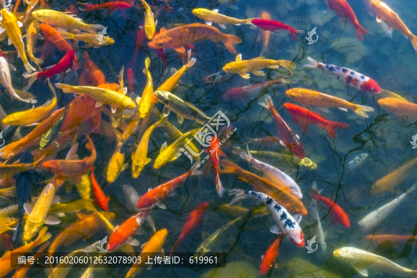 魚群,觀賞魚,錦鯉
