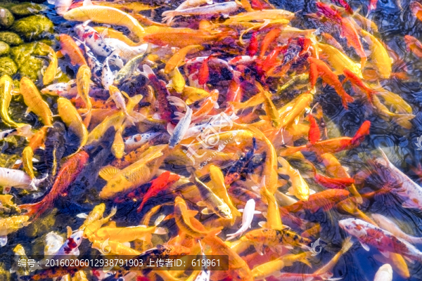 魚群,觀賞魚,錦鯉