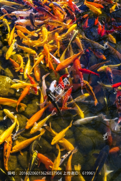 魚群,觀賞魚,錦鯉