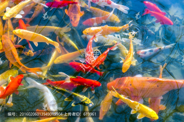 魚群,觀賞魚,錦鯉