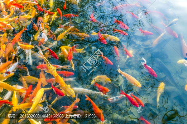 魚群,觀賞魚,錦鯉