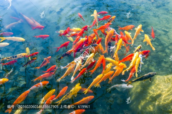 魚群,觀賞魚,錦鯉
