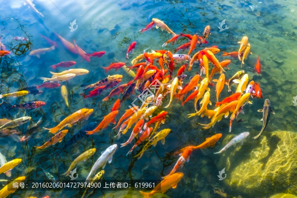 魚群,觀賞魚,錦鯉