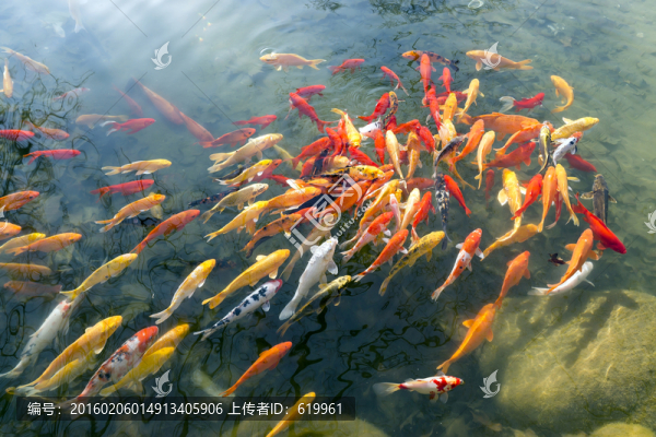 魚群,觀賞魚,錦鯉