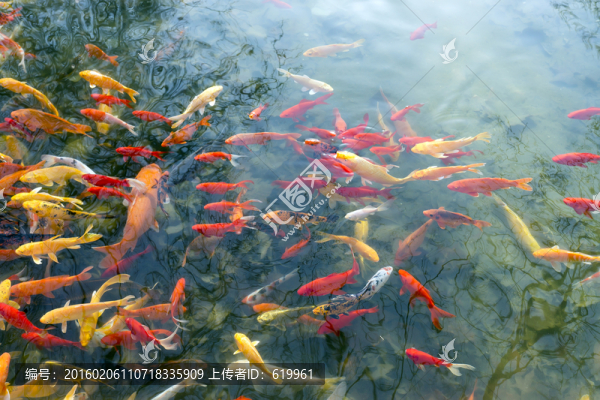 魚(yú)群,觀賞魚(yú),錦鯉