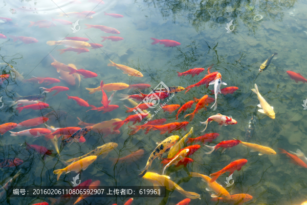 魚群,觀賞魚,錦鯉