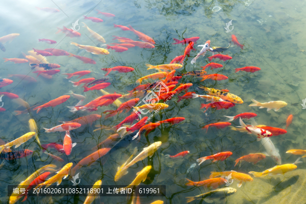 魚群,觀賞魚,錦鯉