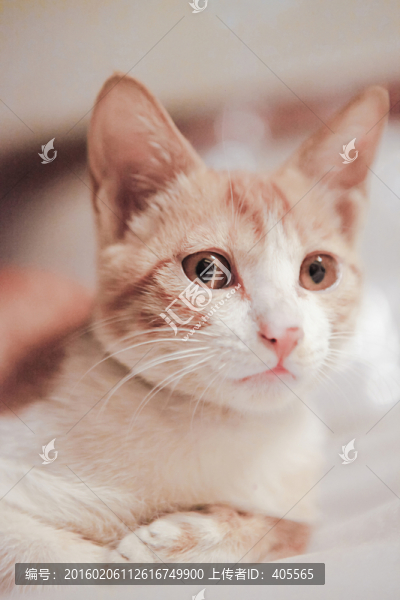 貓