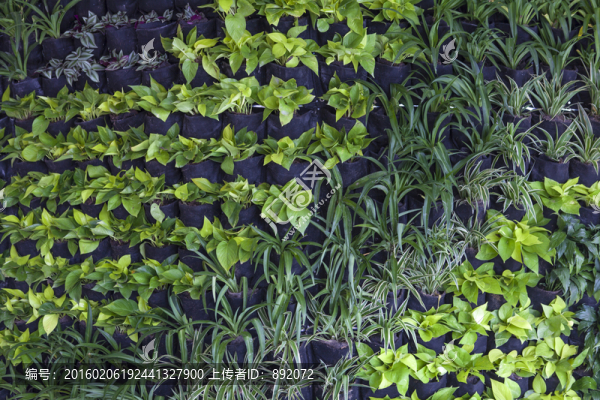 植物墻