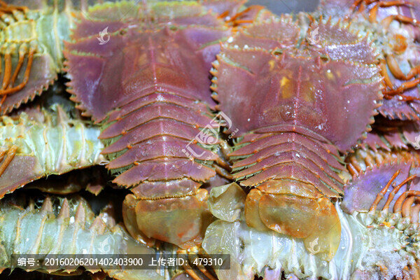 海鮮,美食,琵琶蝦,餐飲