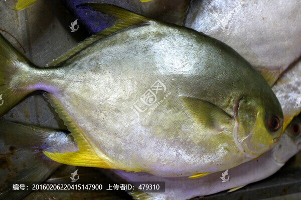 海鮮,美食,金鯧魚