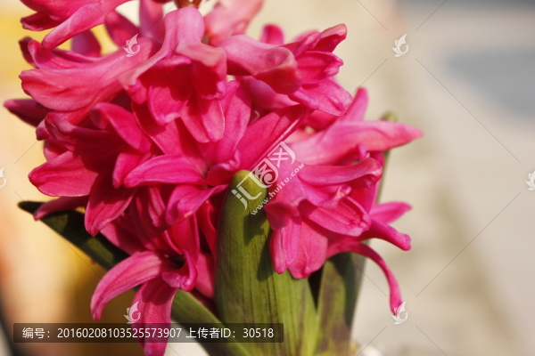盛開的風(fēng)信子