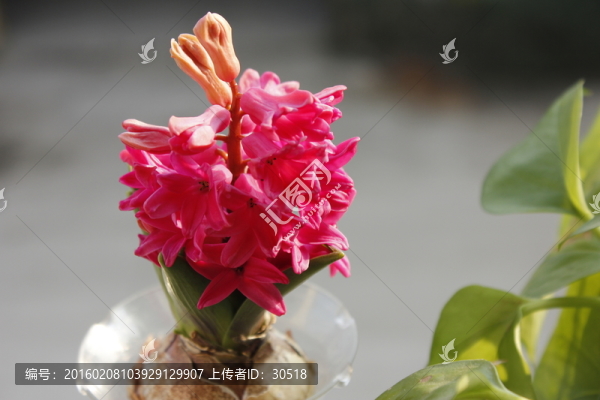 盛開的風(fēng)信子