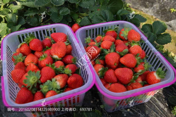 籃子草莓