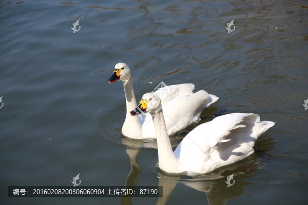 天鵝