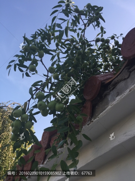 墻頭的棗樹(shù)