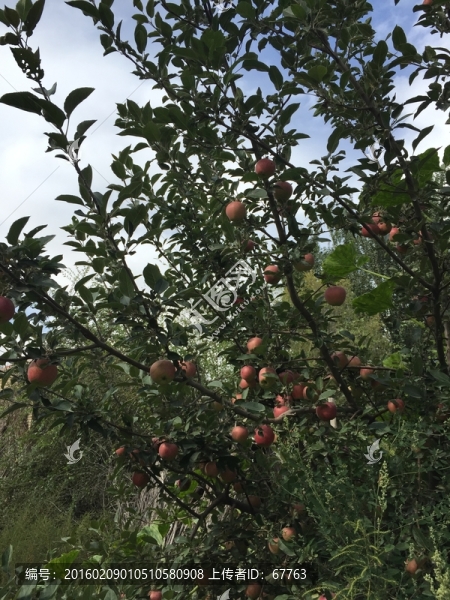 蘋果樹