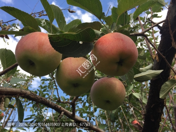 紅蘋果樹