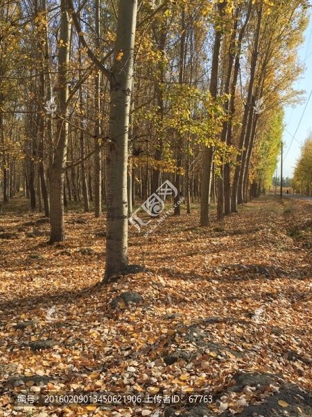 秋葉樹林