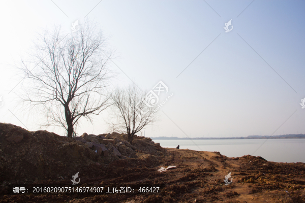 藍天,枯樹,城市建設,黃土,湖