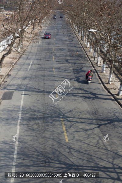 樹林,道路,冬天街道