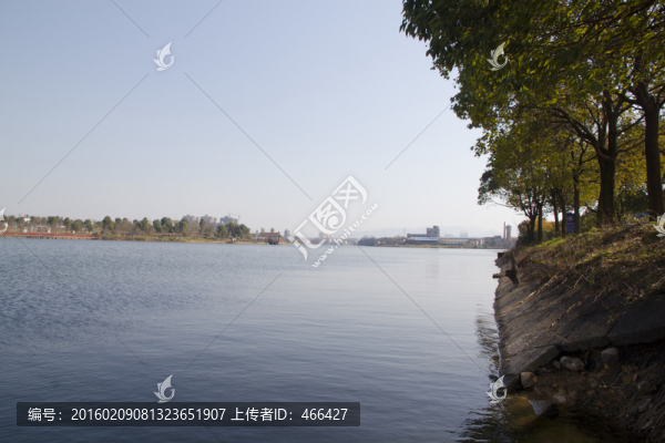 公園,湖水,樹木